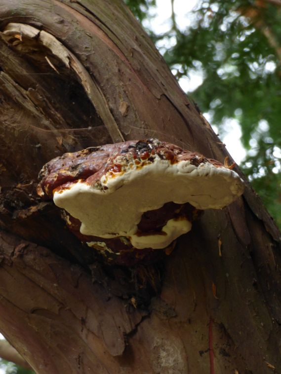 Mature fruit body on yew in Finchley, London.